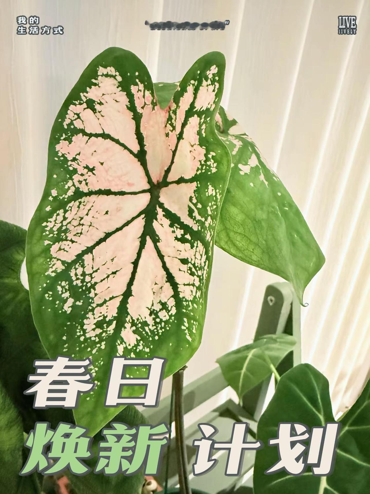 春天 是人间的布洛芬。