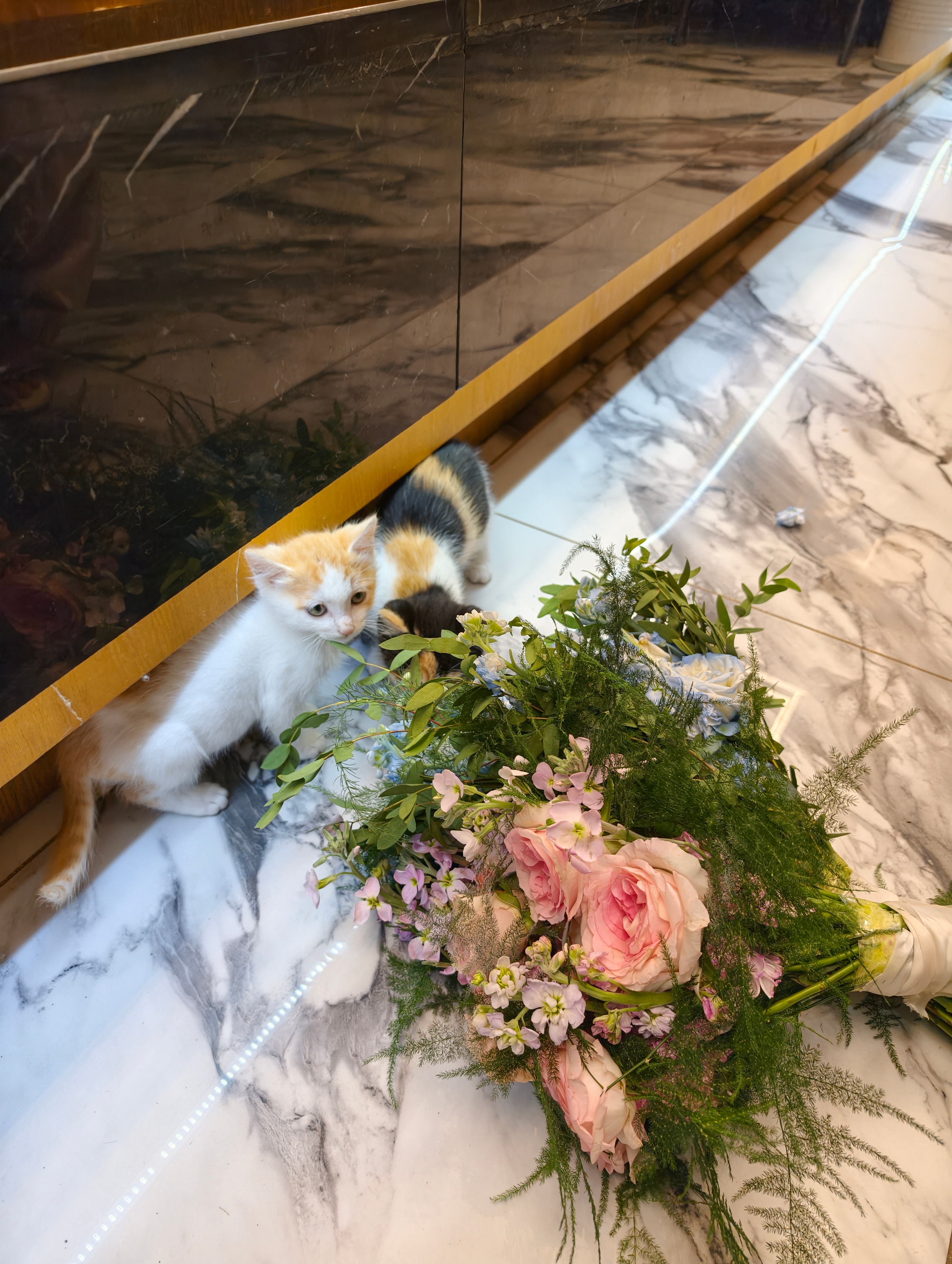 小猫咪，在看我的花 