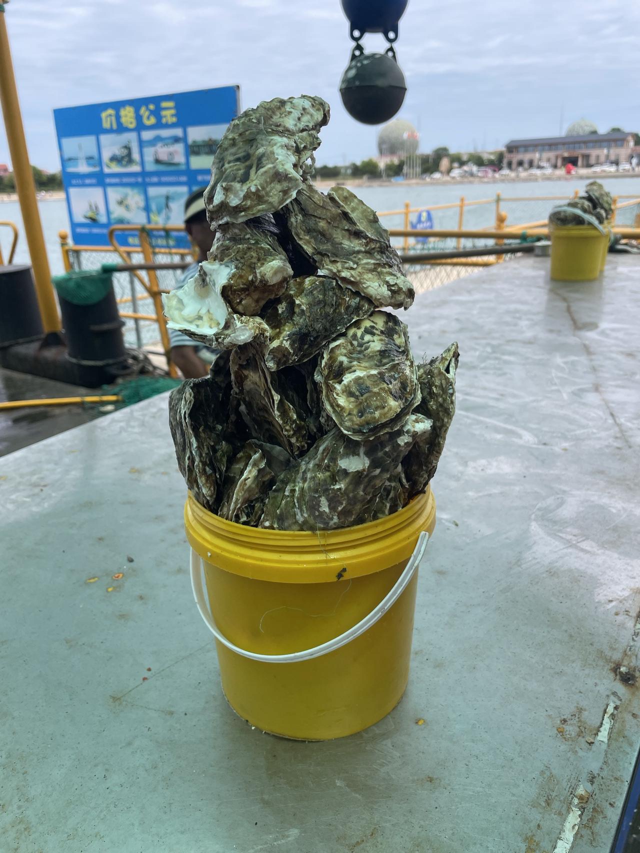 晒图笔记大赛威海的海洋牧场，真是不错，，每个人200元，喂海鸥，吃海鲜，值得去！