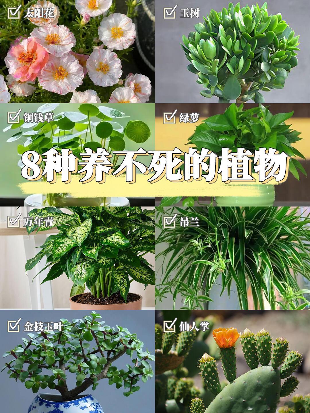 奇妙生物圈植物科普 8种养不死的植物✅植物杀手也能养❗你是不是总为养不活植物而烦