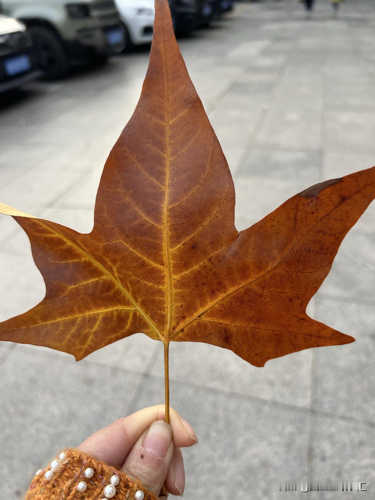 妈妈，我有好多话想对您说，但又不敢，只能通过这种方式发泄一下，不然真会抑郁！
