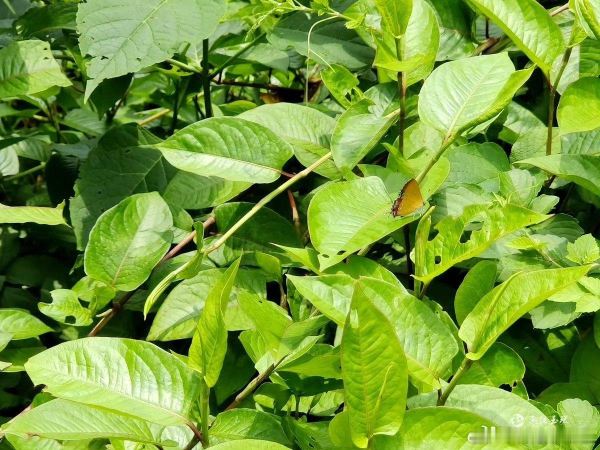 玉环火山茶第一泡不洗茶的底气从何来 茶树从一米剪到三十厘米，剪下的茶枝直接铺成“