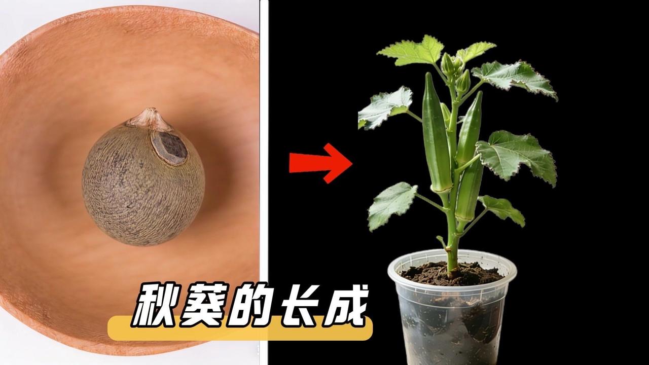 从埋种子到收种子，记录秋葵90天的生长奇迹！第五天嫩白芽尖破土，顶着种壳像刚冒头