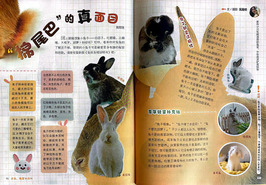 关于兔兔正确的认识，从小学开始！