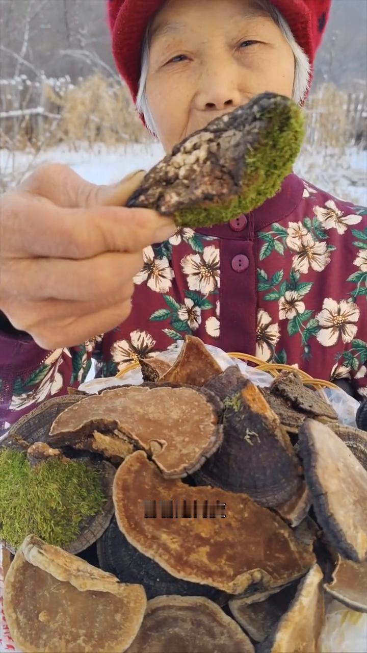 黑龙江原始大森林纯野生的桑黄。
我家是小兴安岭的主脉原始大森林，这是邻居家采，自