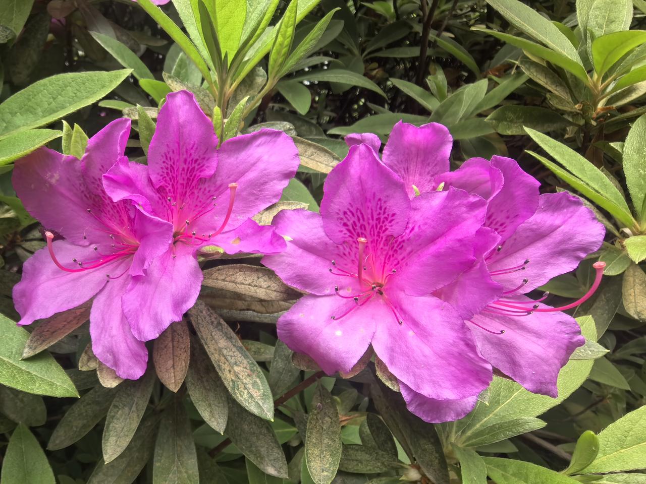 今年春天最想实现的心愿 惊艳的杜鹃花朵，绽放在绿叶之间，美不胜收！🌸💕