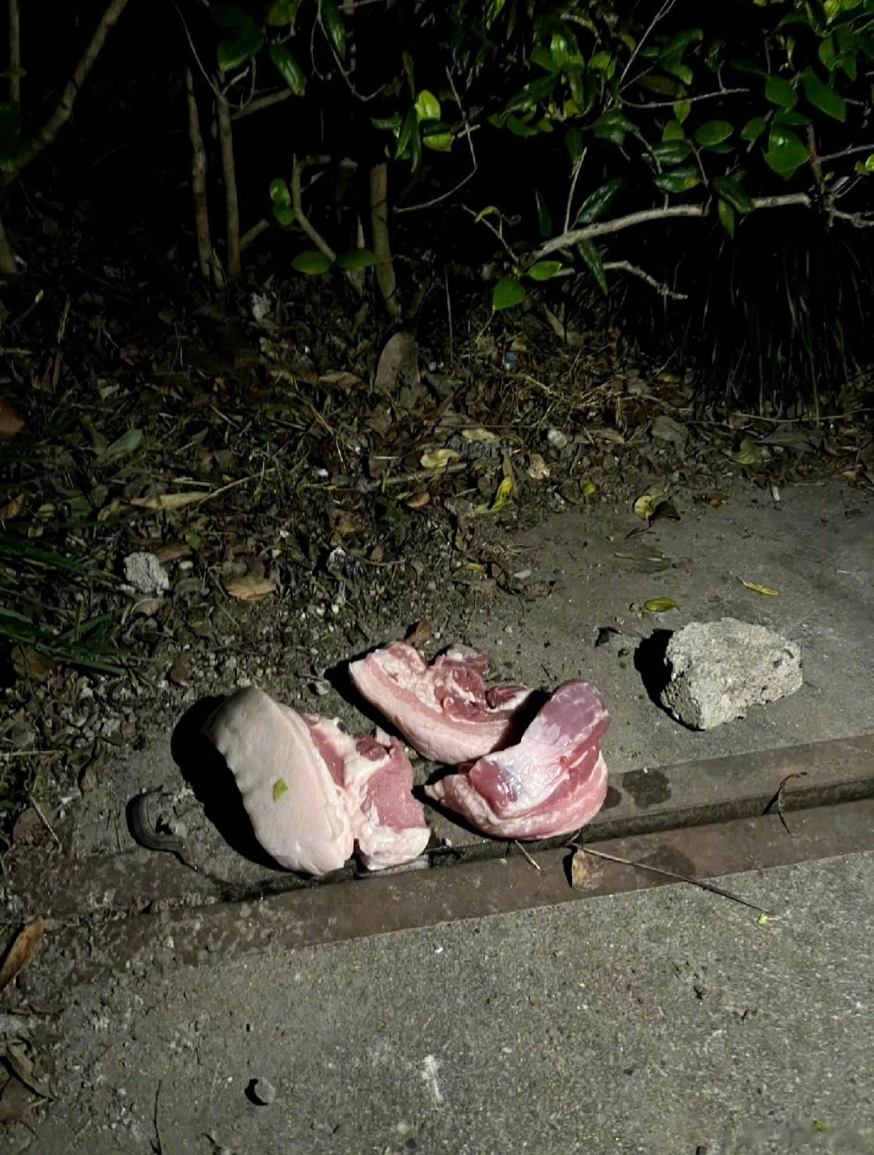小区里的硬核喂猫大神，你喂的不是猫是狮子猫咪：？？？？ ​​​