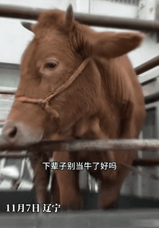 “太有灵性了！”有个女子出门时，碰到一头要被宰杀的牛。这头牛被拴在车子上，无助地