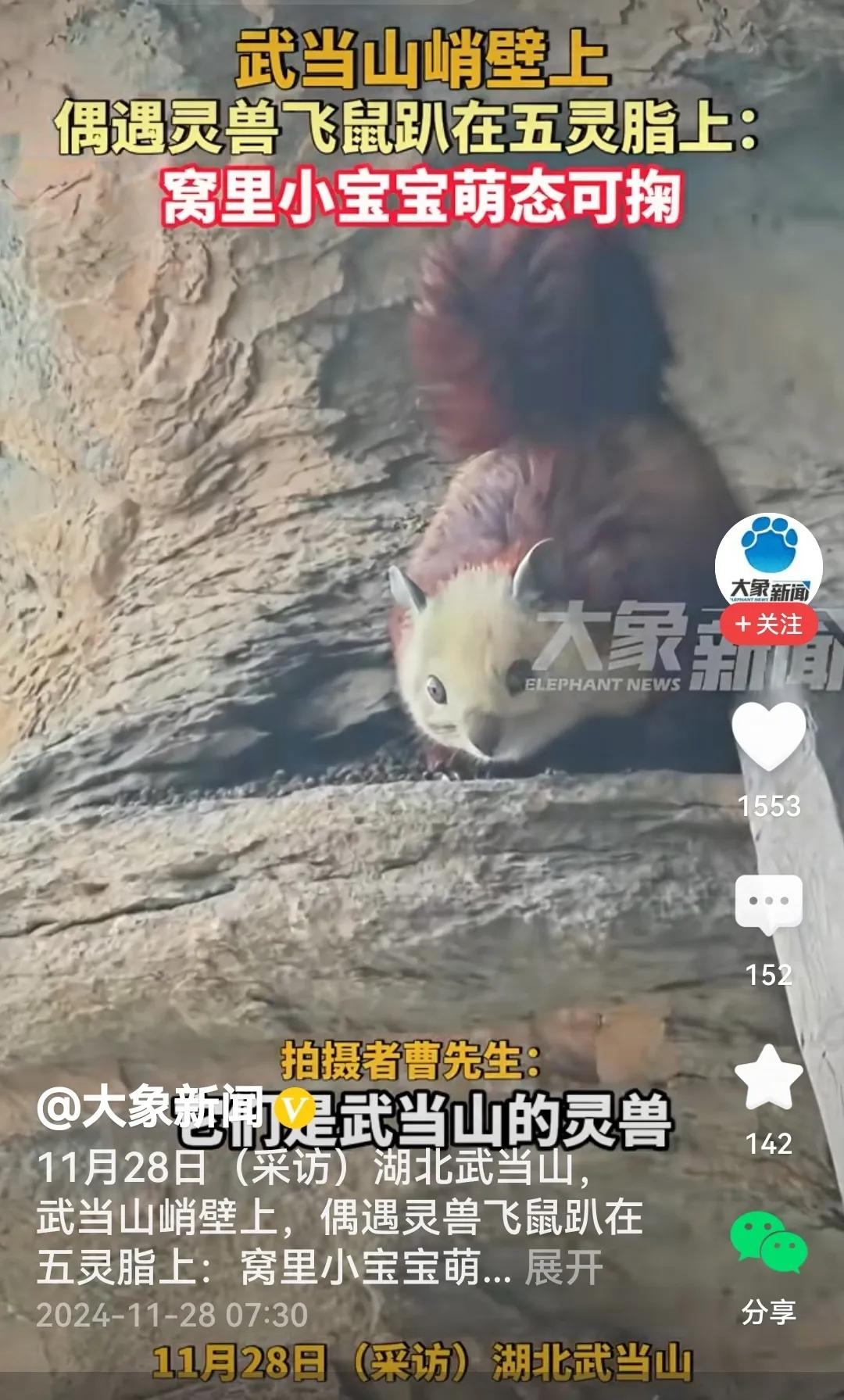 还真是，难得一见的飞鼠趴在武当山千米峭壁上。尤其飞鼠宝宝，瞪着两只明亮的大眼睛，