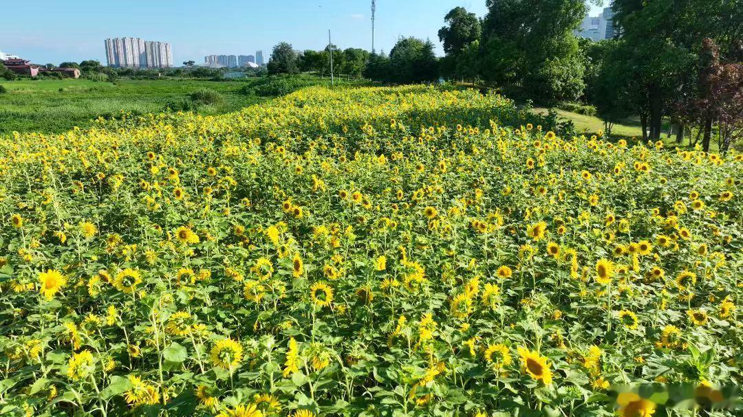 【南昌又一片向日葵花海盛放】夏日赏花也可以不用人挤人，这一次我们避开人潮，在南昌