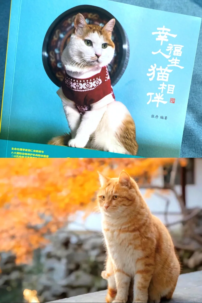 太可爱了😘被小猫治愈的一天！