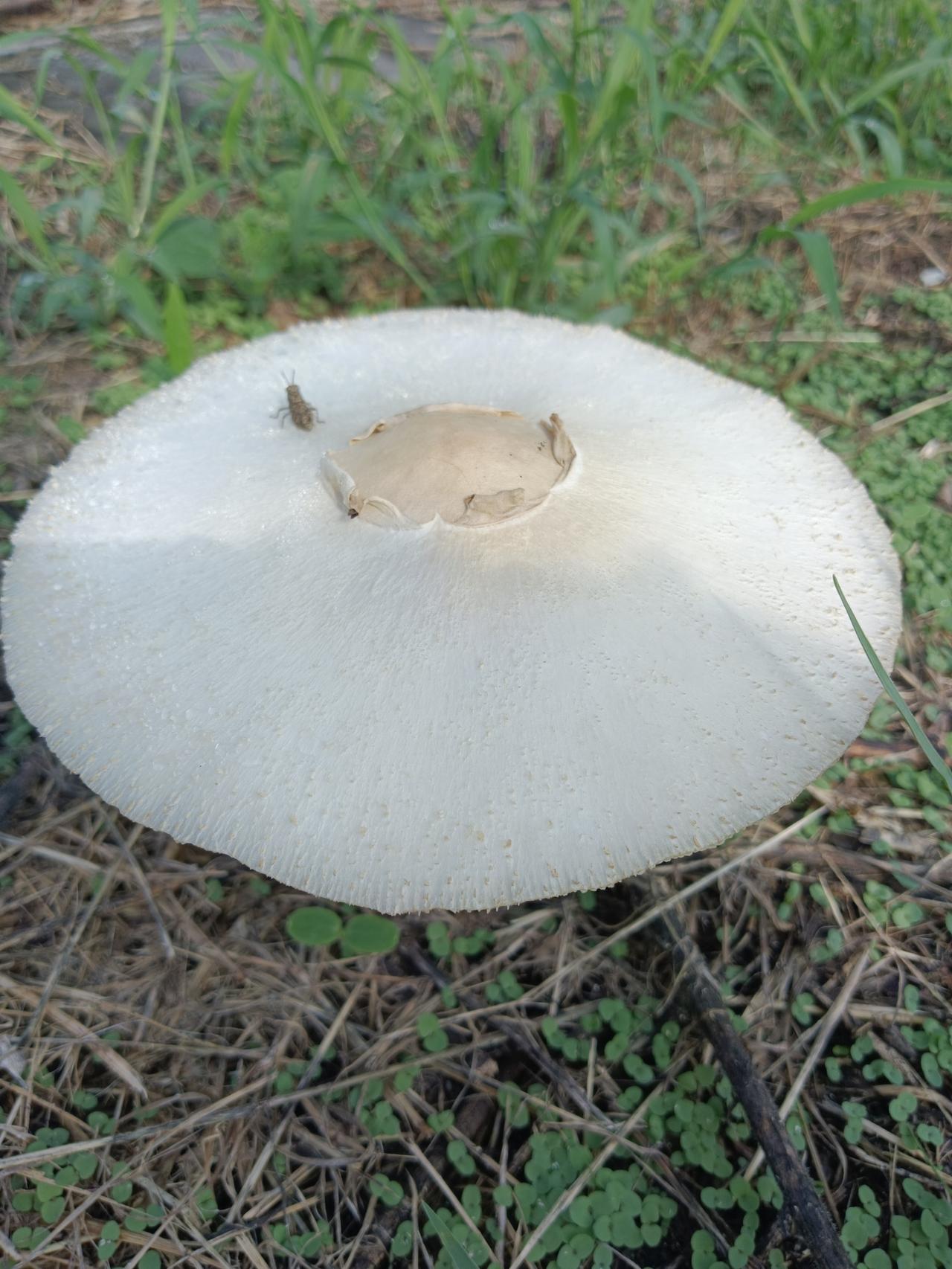 这野蘑菇吃了会位列仙班不？
  路边的野蘑菇不要采。尖山湖不知名寺庙门口草地上发