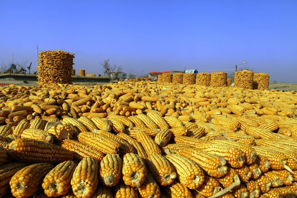 用玉米当燃料烤肉，这事儿最近在沈阳和烟台都出现了。一边是店家觉得玉米烤出来的肉更