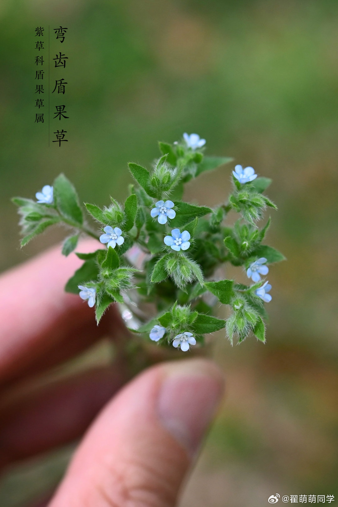 敬这些小破草，总是把我们哄得高高兴兴的[666]  ​​​