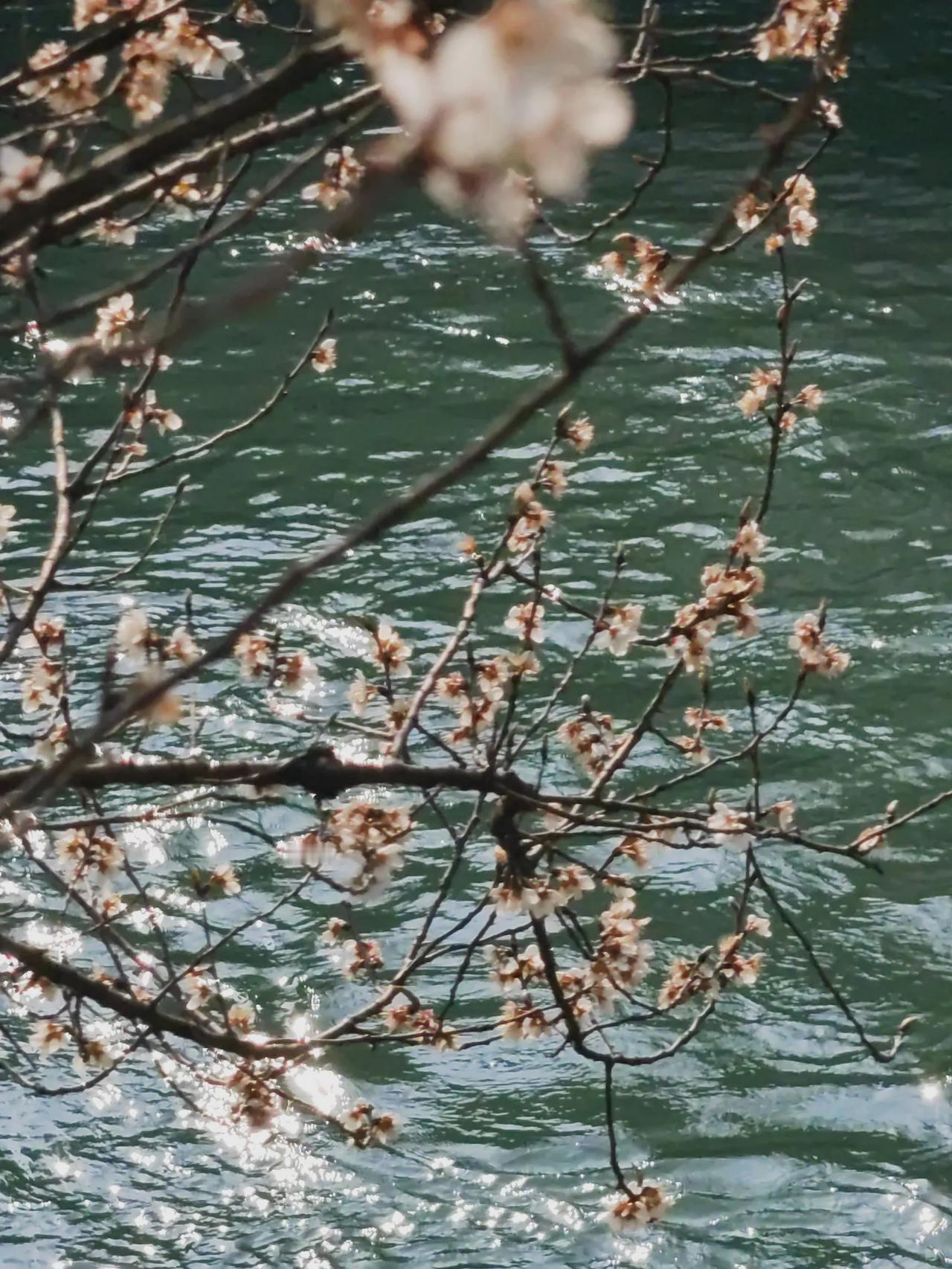 你眼中最美的季节是什么样?循规蹈矩按季节，
自然规律时最佳。
春花秋月四季有，
