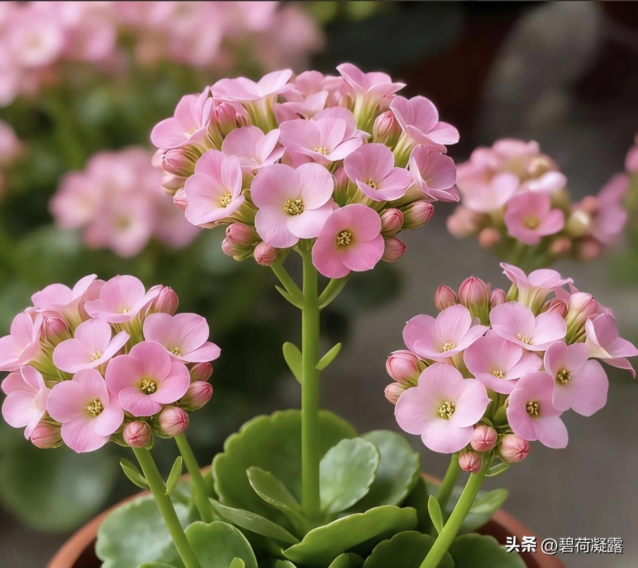 风光胜旧，岁序更新。
新春快乐，开春大吉。
喜乐安康，万事胜意。
喜鹊鸣春，花香