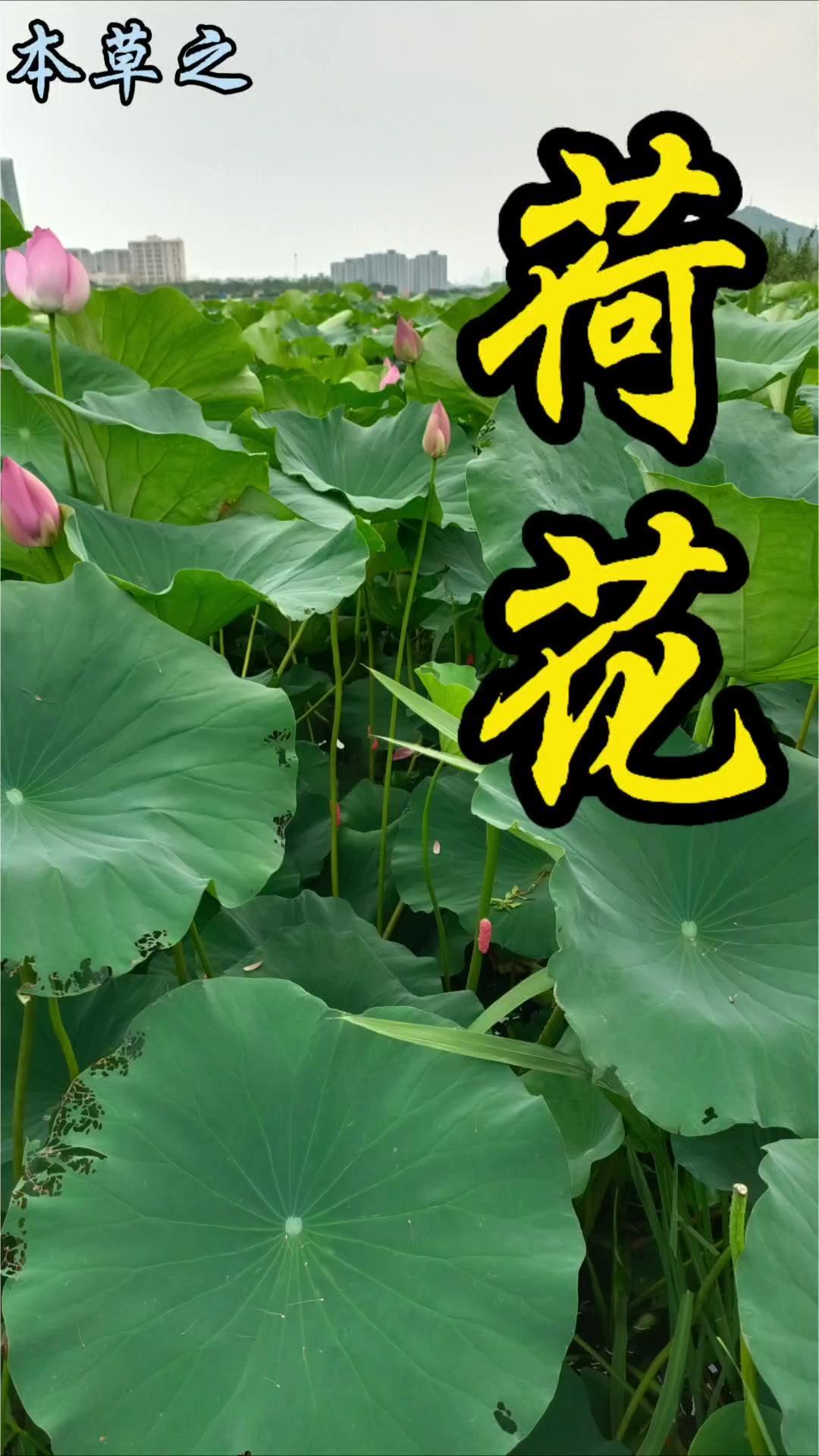 1️⃣植物百科：荷花是睡莲科莲属多年生水生草本，有肥厚地下根茎（藕），叶片盾状圆