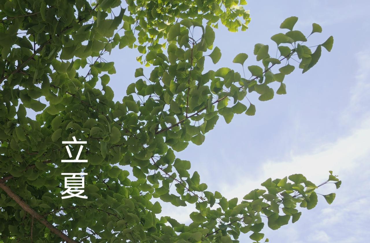七律·立夏

绿影婆娑孟夏来，青青一野笼楼台。
槐花香淡悬空秀，柳叶颜沉载梦徊。