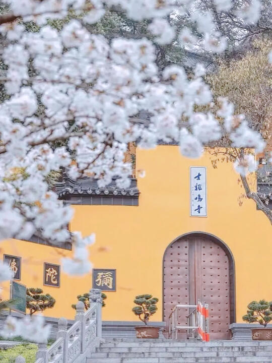 鸡鸣寺🌸别等到赏樱人挤人再来找攻略（全❗️