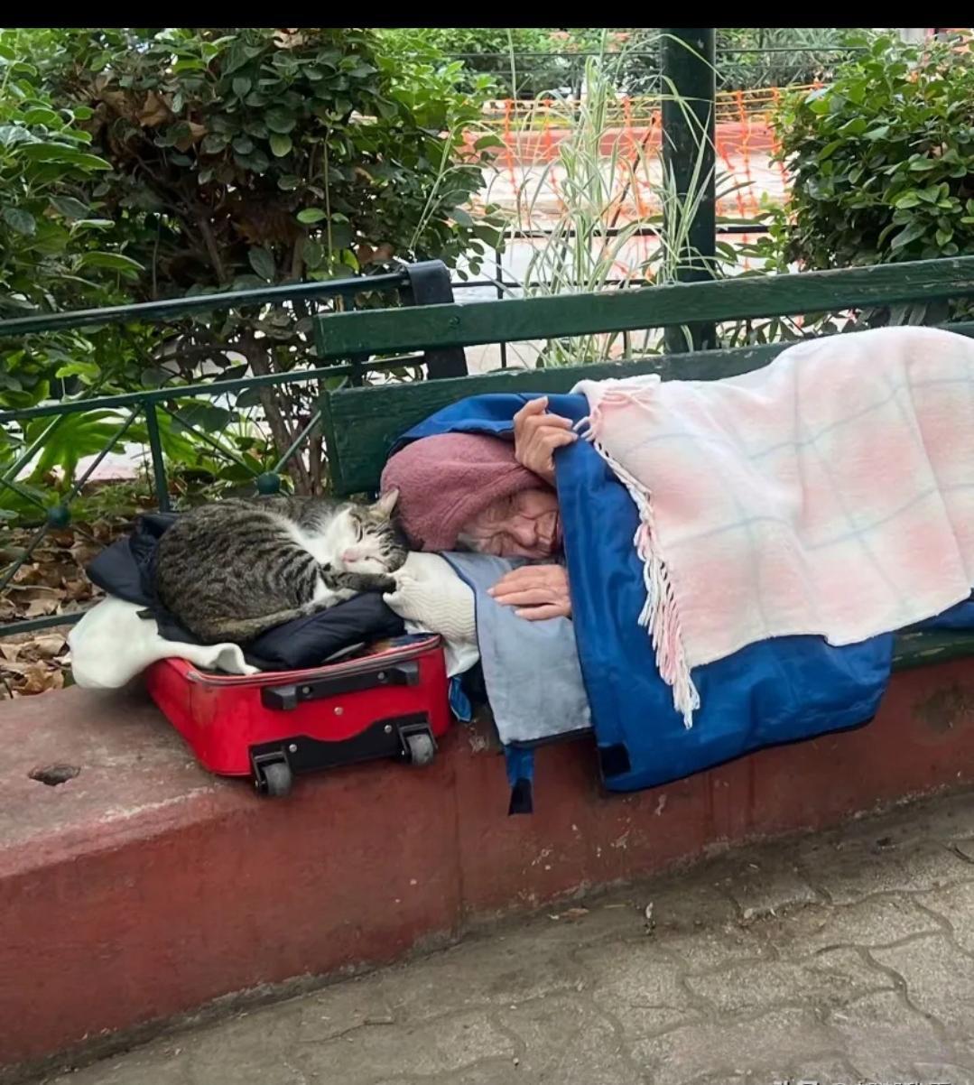 老人怎么也想不到，陪她最后的竟然是她养的猫[流泪]