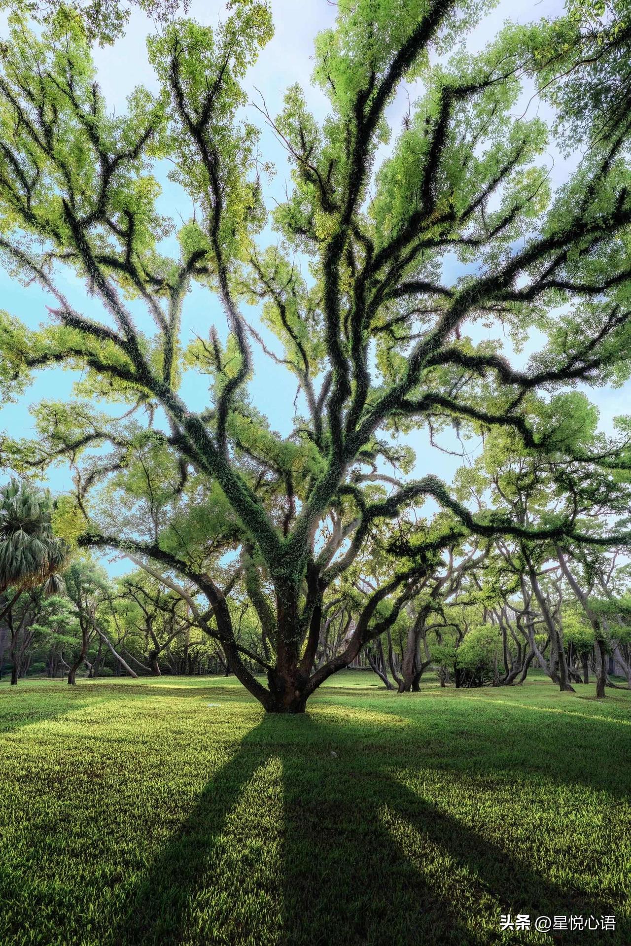 “树是另一种意义上的海”
心烦意乱的时候
不用奔赴海边，抬头看树就够治愈。

树