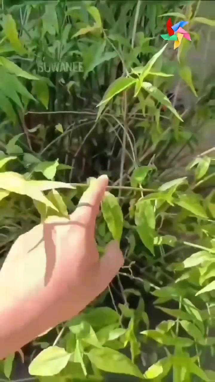 世界上最美的鸟-比孔雀还美！
wow beautiful！have some c