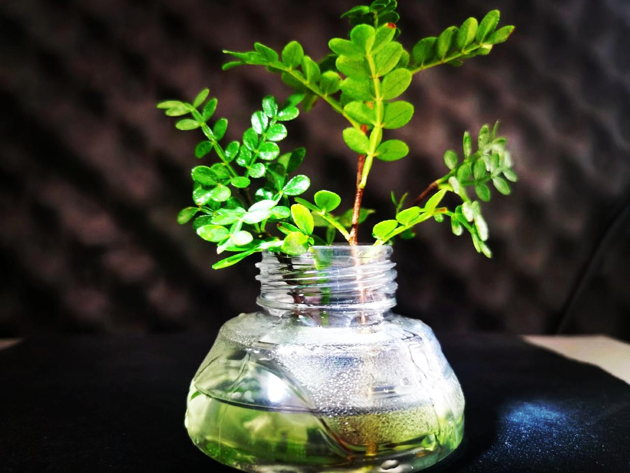 一花一草一世界