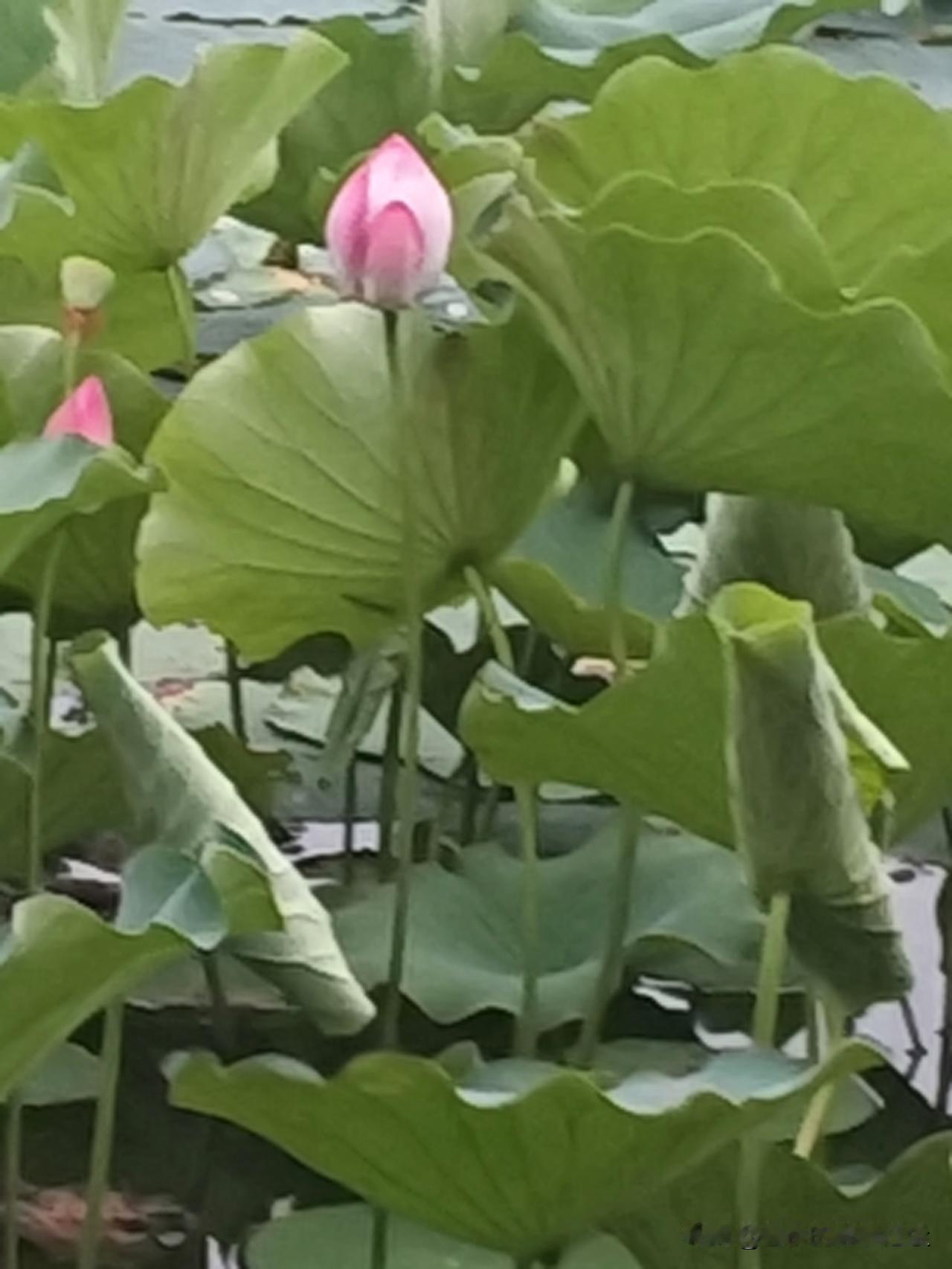 姐妹俩你还计较个啥？
我和一好姐妹聊天，她心理非常委屈，她说:“雁儿，你给我评评