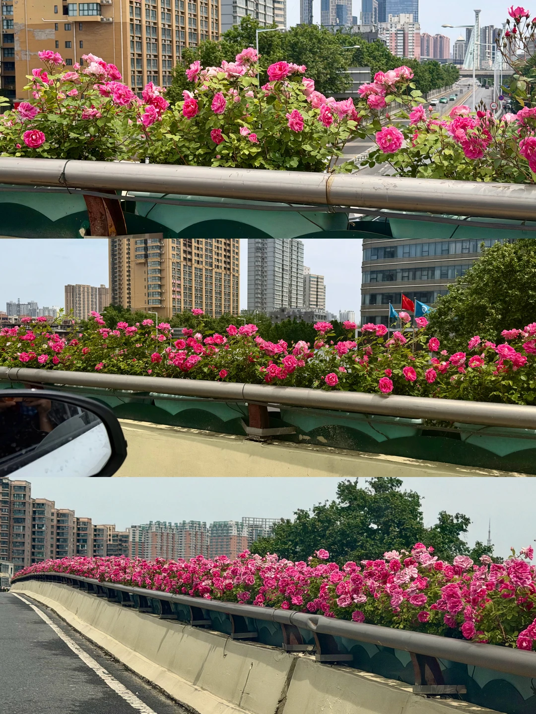 郑州人你们的纳税花开了！！！