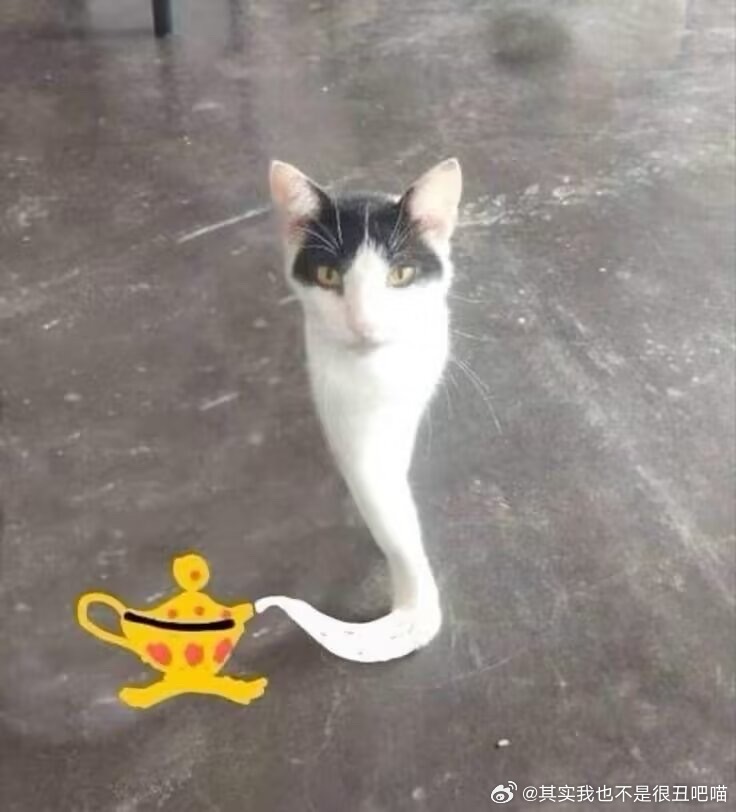 49760【棒槌猫神灯时候】图源互联网网页链接