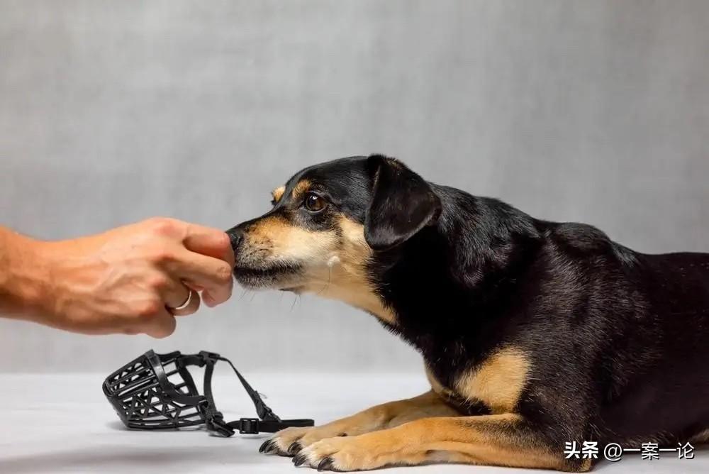 内蒙古呼和浩特，男子在路上走得好好的，结果一辆车路过他时，车窗里突然探出一条狗，