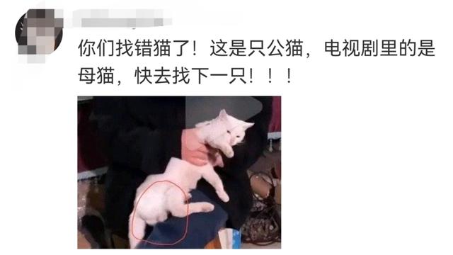 小猫是被电死的？剧组紧急回应：我们报案了
