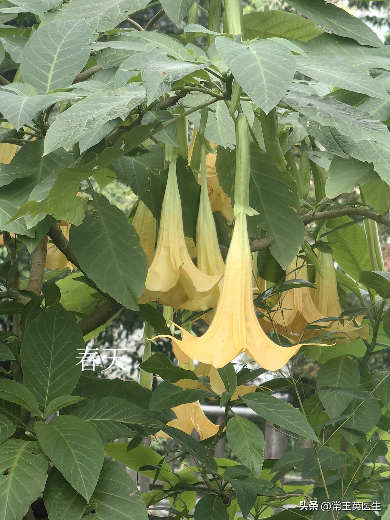 记录我的2026 曼陀罗悄然低下了头，美丽而含蓄。
它细长的花茎微微弯折，好似在