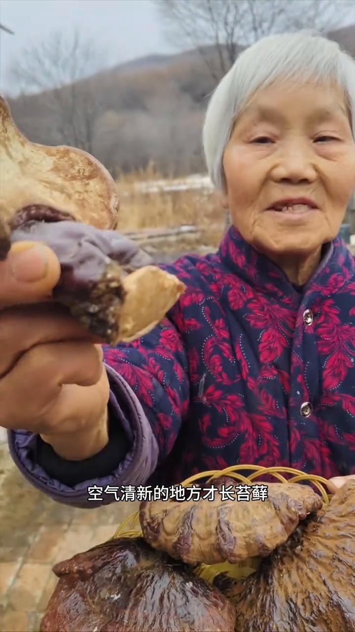 黑龙江原始大森林，白松上生长纯野生的松杉灵芝。
我家是小兴安岭的主脉原始大森林，