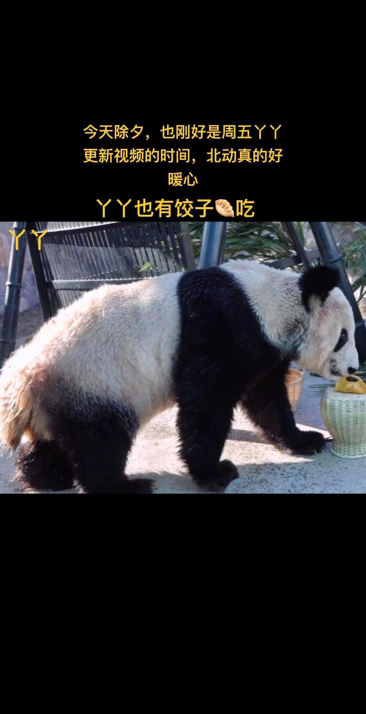 北动公布丫丫最新画面 丫丫笑了，她真的什么都知道，祝丫丫新年快乐，熊生顺遂！ ​