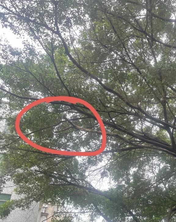 大家走路一定要避开很多枝干的大树！
今天早上7:40左右我在村里走出去，因为昨天