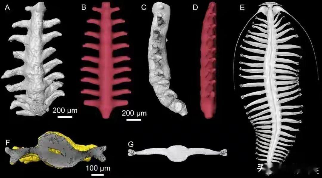 【陕西西乡大河镇发现约5.35亿年前最古老环节动物实体化石！】4月22日，记者从