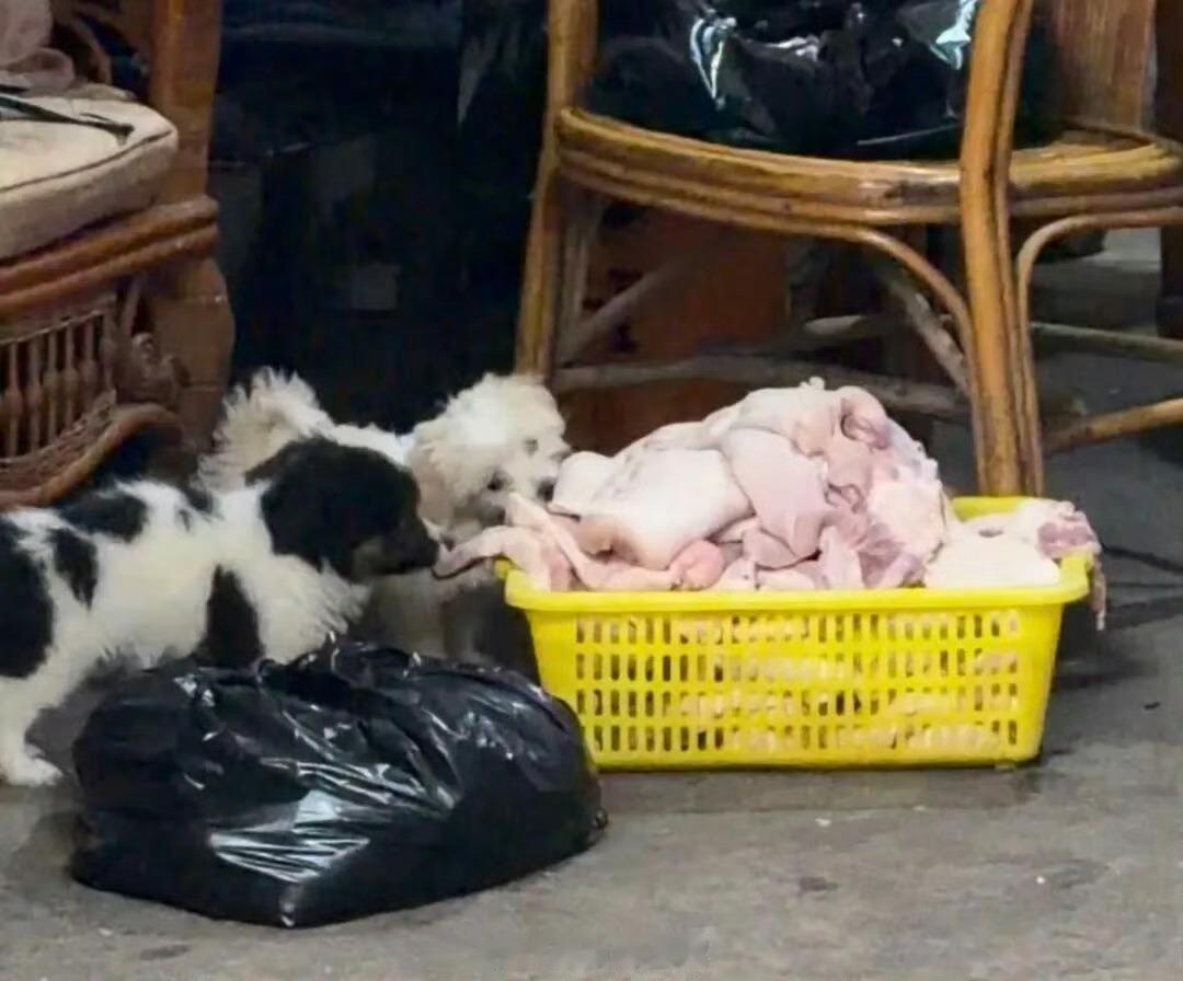 不准问价网红店被曝食材遭狗啃食  【安徽一网红卤菜店食材被狗啃食，当地市监局介入