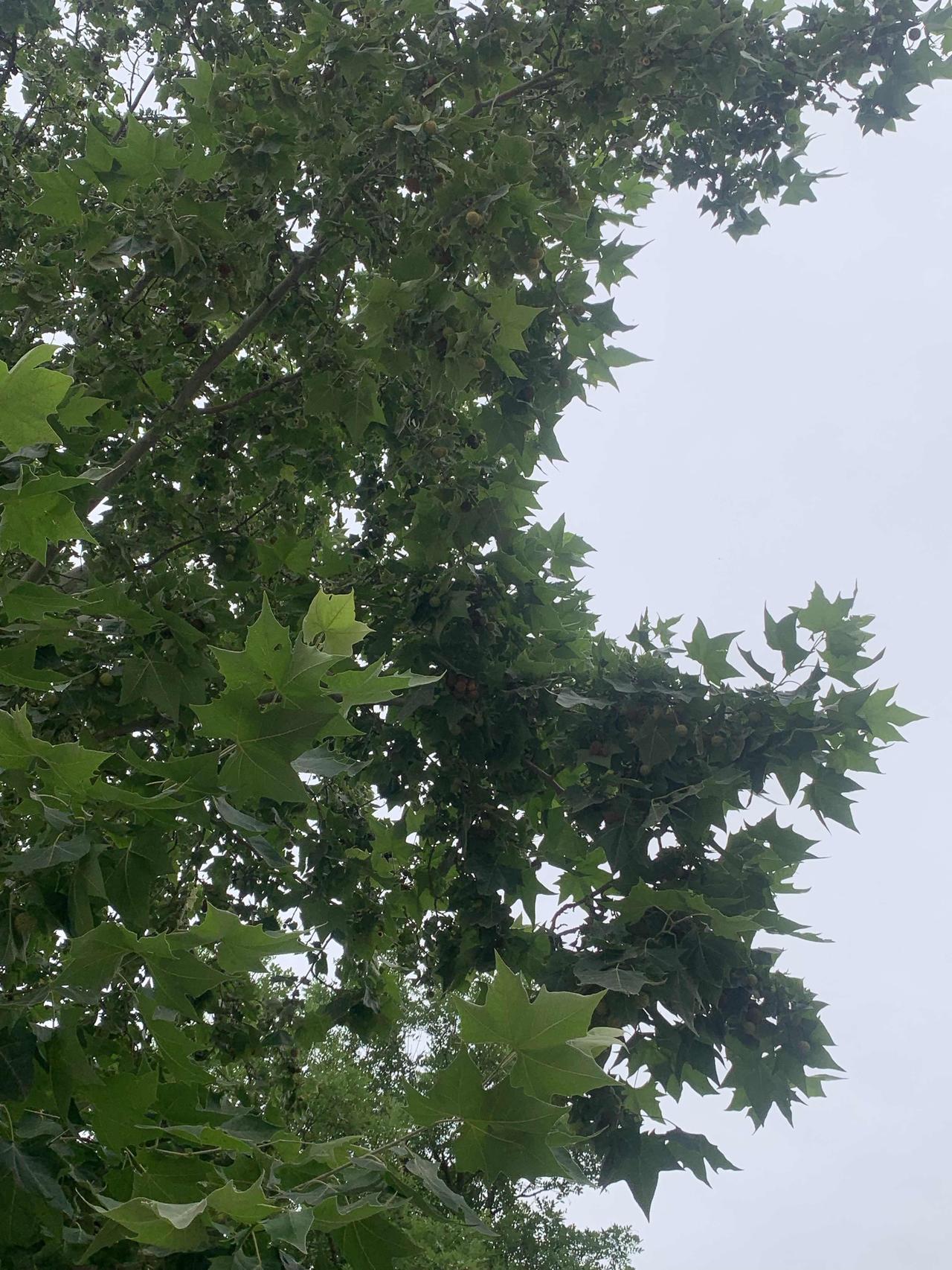 晒晒我家天空
现在是2026年6月23日17点30分，我家的天空现在长这样：阴天
