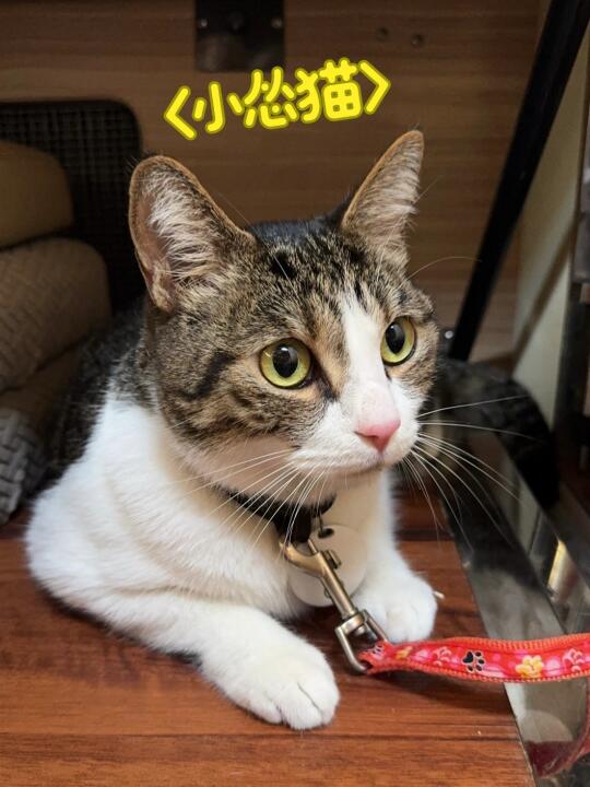 人家是小熊猫🐼狗七是小怂猫[捂脸R]
