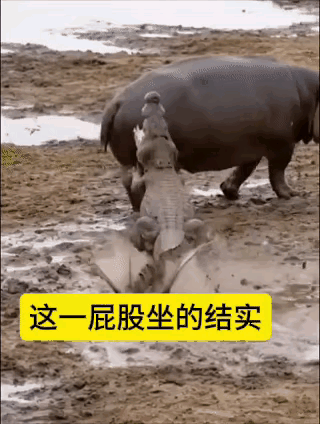 浑浊污泥水域里，鳄鱼瞅准河马转身的空当，猛地窜出咬它的大腿。河马吃痛，闷吼一声转