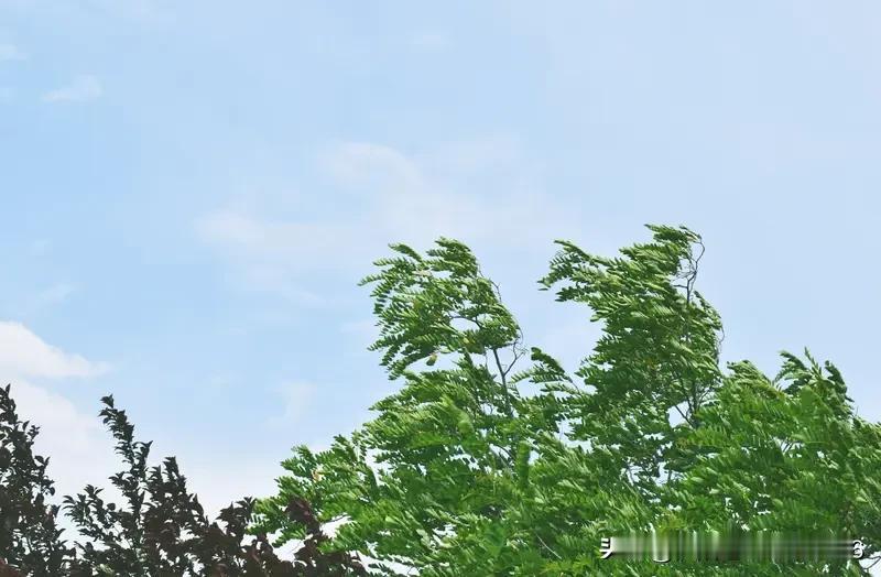 七律，《夏风》
杨柳蘸水压枝低，
湖畔漫步汗温衣。
朝阳灿灿照扁舟，
白鹭翩翩掠