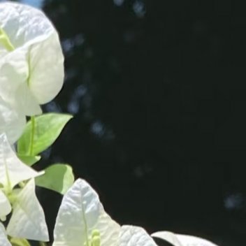 希望，如同黑暗中的一盏明灯，照亮我们锦绣的前程，给予我们坚定的信念，无畏的前行；