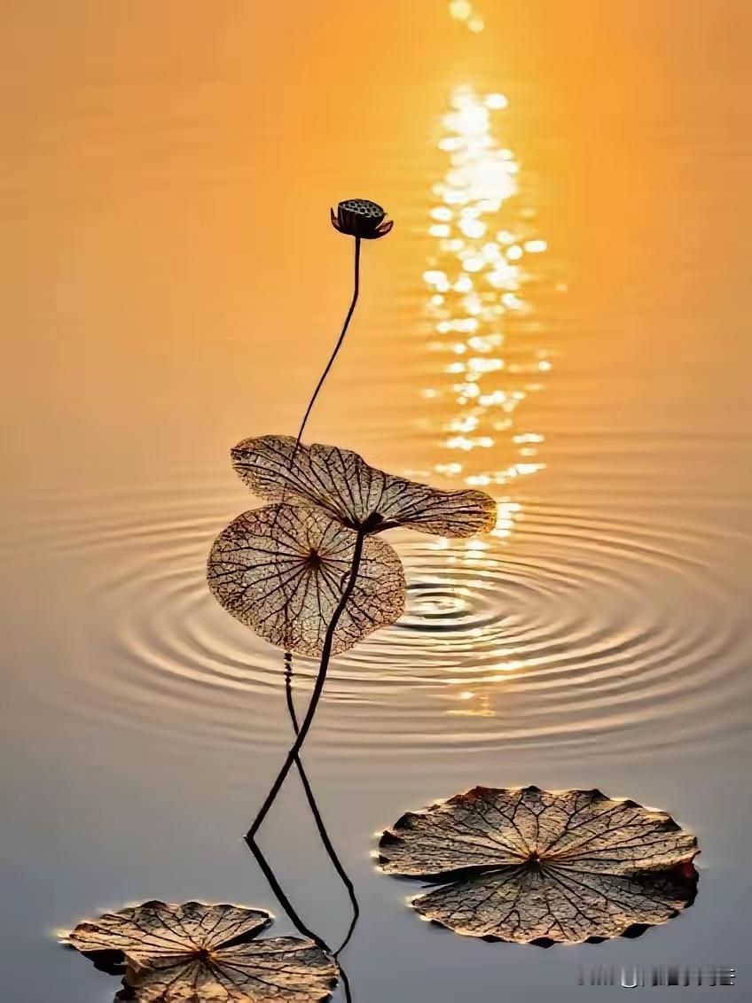 照片里的意境

刚刚看到一个条友发的照片，看了好长时间，依然留恋不舍……

照片