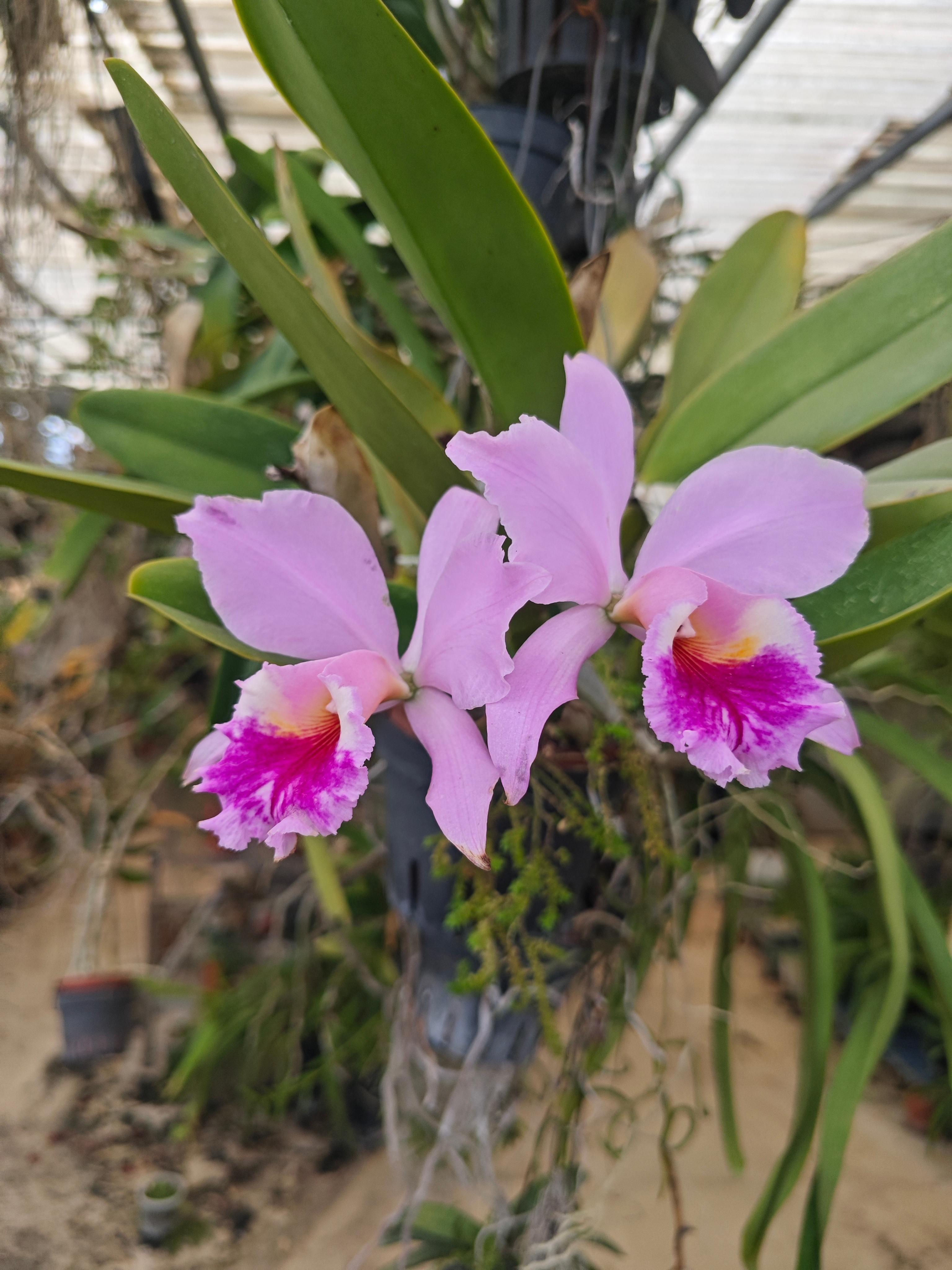 卡特兰C.labiata‘Pink’（粉色拉比阿塔），粉拉比卡特兰 ​​​