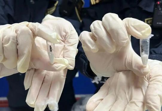 长沙邮局海关立大功了！在一个申报为“枕头”的进境邮件里，查获了用试管装着的42只