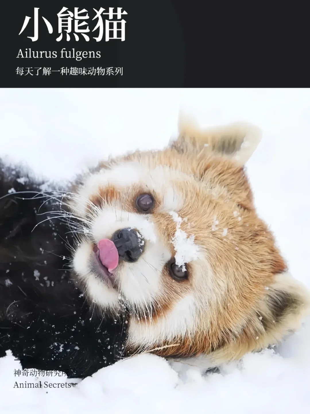 每天了解一种趣味动物👀小熊猫