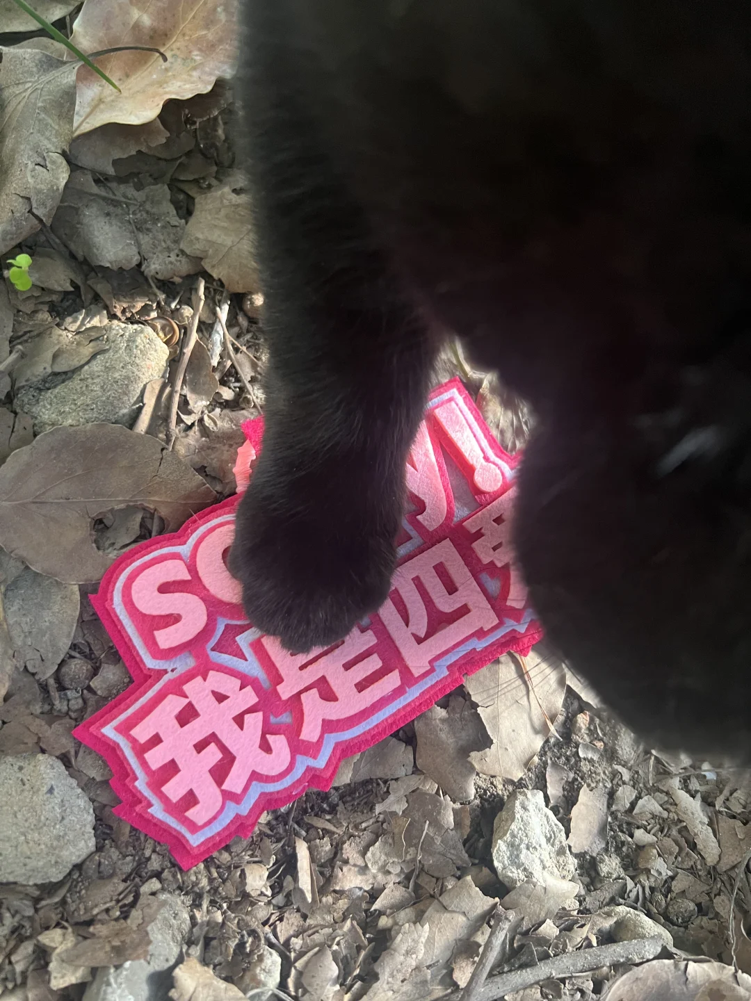 内个…能把这个还给我吗…