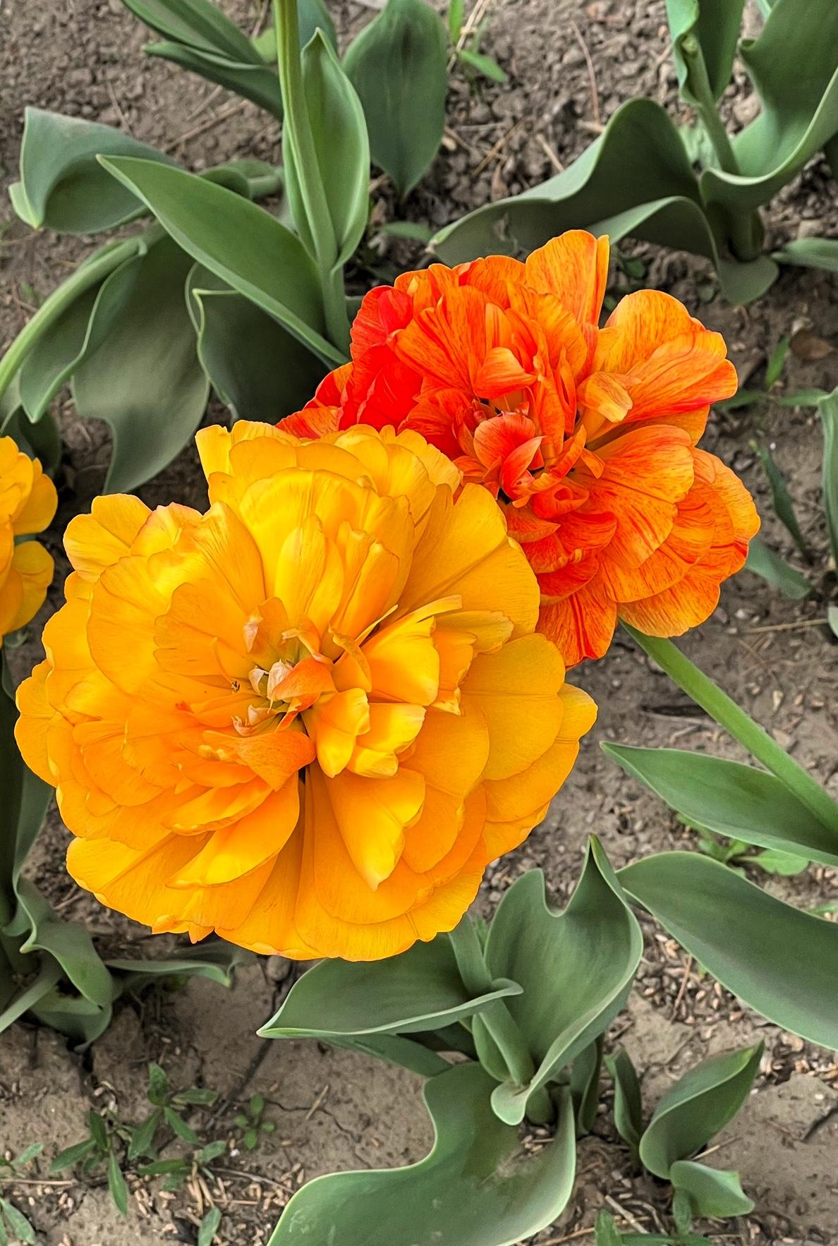 春日赏花：春花烂漫映芳草，人间四月正当时。