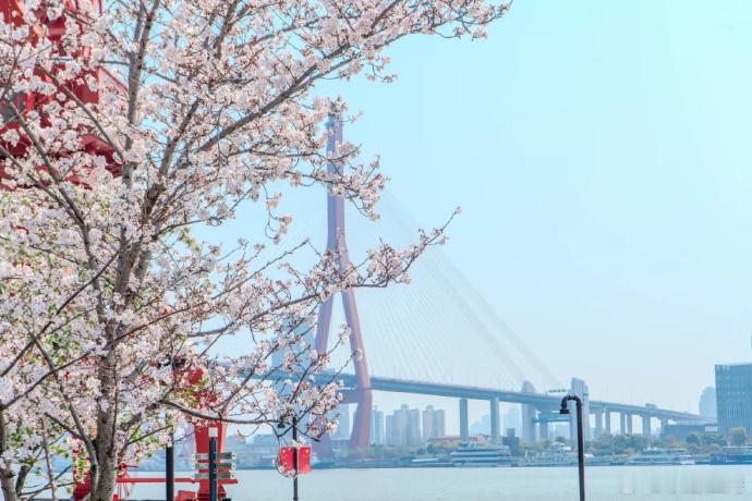 春天的浪漫樱花占了一半，杨浦滨江樱花盛放的美景吸引了许多网络达人纷纷打卡，前方发
